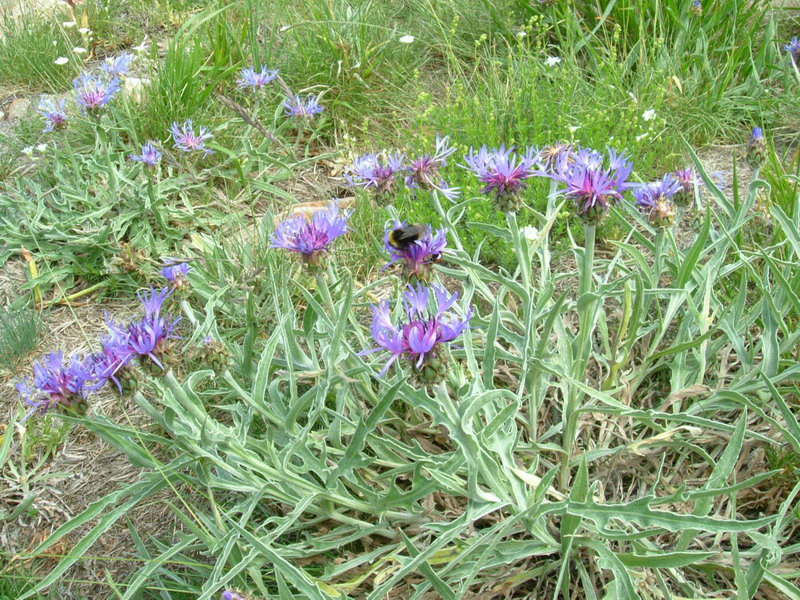Centaurea: 4 specie